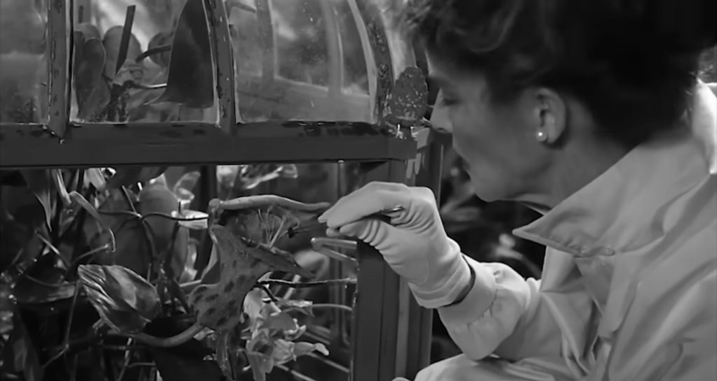 Suddenly, Last Summer (1959) - Screenshot - Zeus Pool